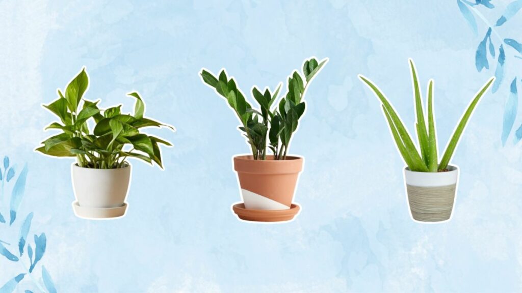 10 растений для очистки воздуха, которые полностью очистят ваш дом от токсинов